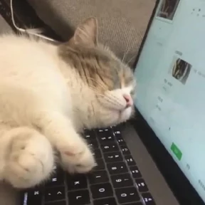 Котики — стикер для MAX
