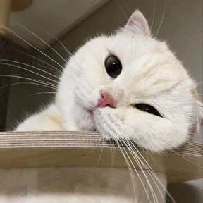 Котики — стикер для MAX