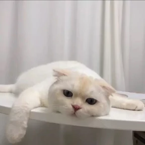 Котики — стикер для MAX
