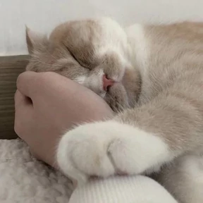 Котики — стикер для MAX