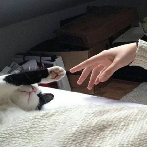 Котики — стикер для MAX