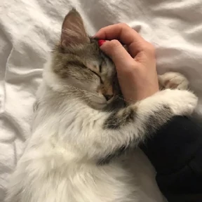 Котики — стикер для MAX