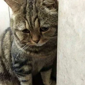 Котики — стикер для MAX