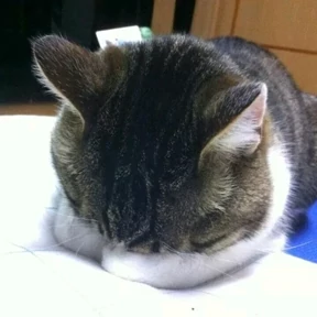 Котики — стикер для MAX