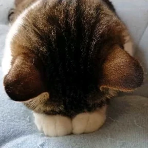 Котики — стикер для MAX