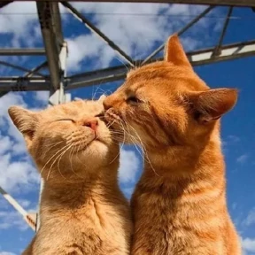 Котики — стикер для MAX