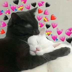 Котики — стикер для MAX