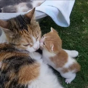 Котики — стикер для MAX