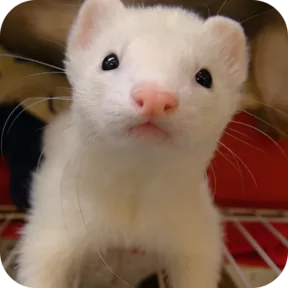Стикер