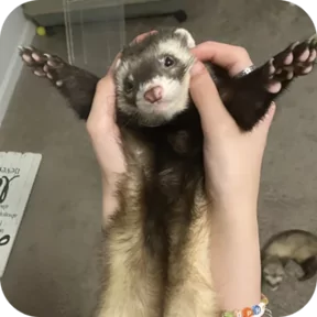 Стикер