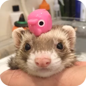 Стикер