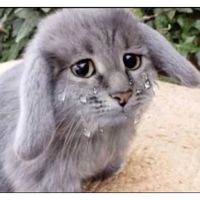 Котокролик — стикер для MAX