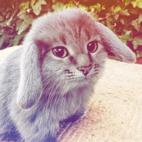 Котокролик — стикер для MAX