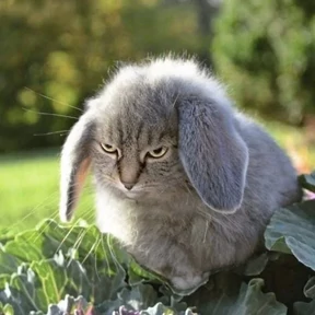 Котокролик — стикер для MAX