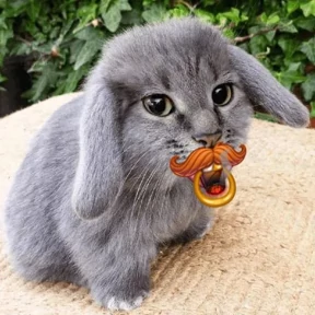Котокролик — стикер для MAX