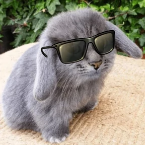 Котокролик — стикер для MAX