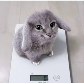 Котокролик — стикер для MAX