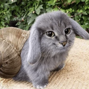 Котокролик — стикер для MAX