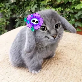 Котокролик — стикер для MAX