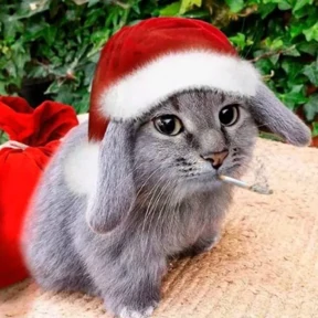 Котокролик — стикер для MAX