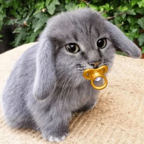 Котокролик — стикер для MAX