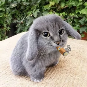 Котокролик — стикер для MAX