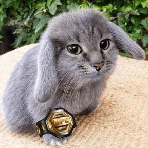 Котокролик — стикер для MAX