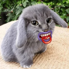 Котокролик — стикер для MAX