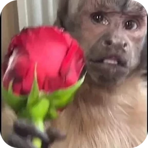 Манки @tgstickers — стикер для MAX