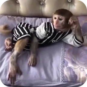 Манки @tgstickers — стикер для MAX