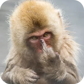 Манки @tgstickers — стикер для MAX