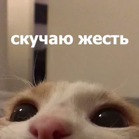 Фото — 2 августа 2026 г. в 08:02:33.456