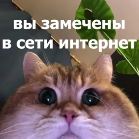 lolanimals4 — стикер для MAX
