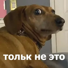 lolanimals4 — стикер для MAX