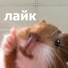 lolanimals4 — стикер для MAX