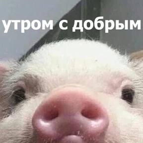 lolanimals4 — стикер для MAX