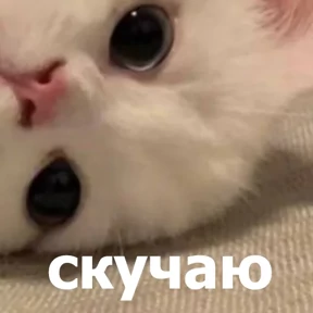 lolanimals4 — стикер для MAX