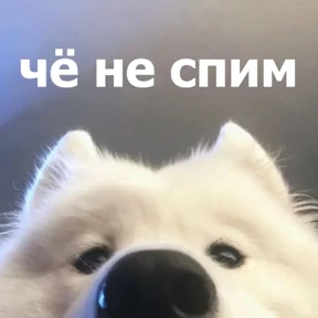 lolanimals4 — стикер для MAX