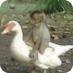 Стикер из сообщения канала