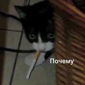 Стикер