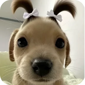 Собачки — стикер для MAX