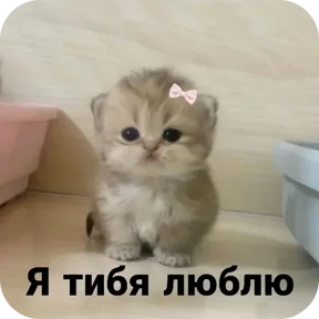 Стикер