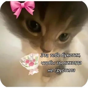 Котяточки — стикер для MAX