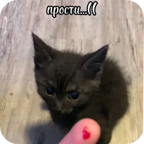 Стикер из сообщения канала