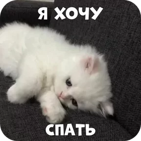 Фото — 11 августа 2026 г. в 11:06:00.435