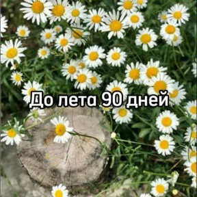 До лета — стикер для MAX