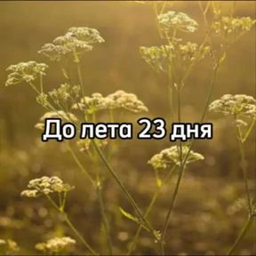 До лета — стикер для MAX