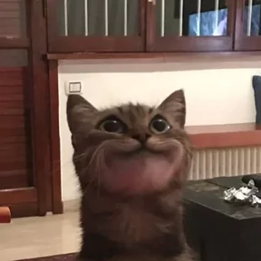 Стикер