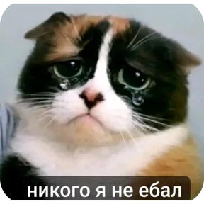 Стикер