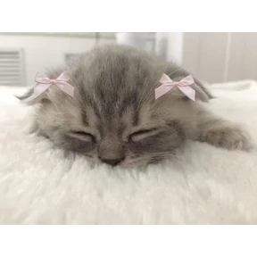 Котятки — стикер для MAX